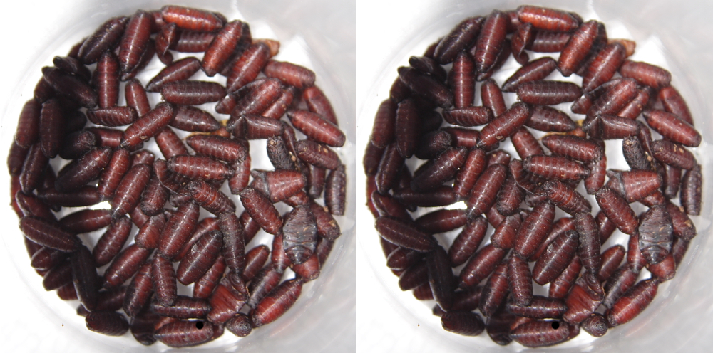 Fly casters - 2 pack