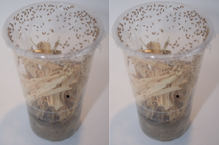 Small fruit flies 2 pack