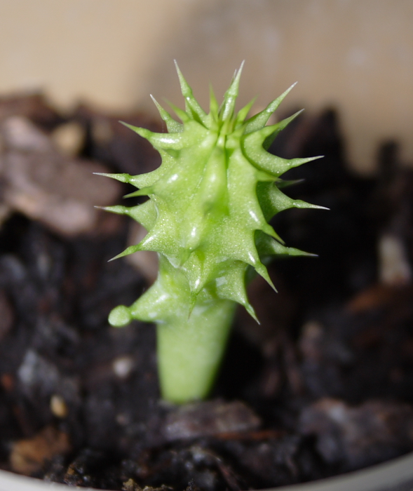 Hoodia seeds