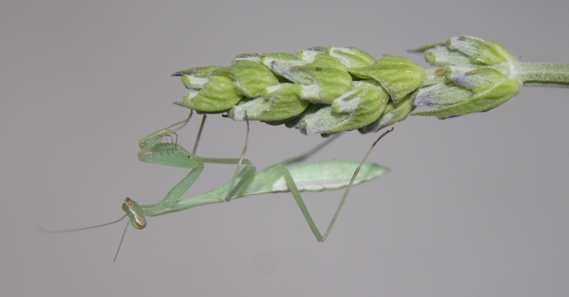 Miomantis caffra