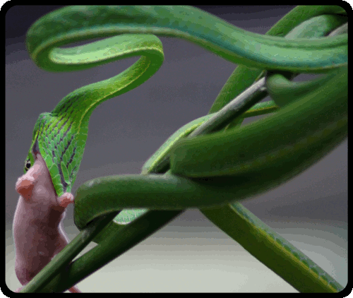 Vine snake